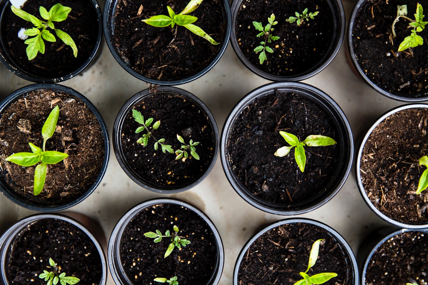 Transforming Small Spaces into Food Havens