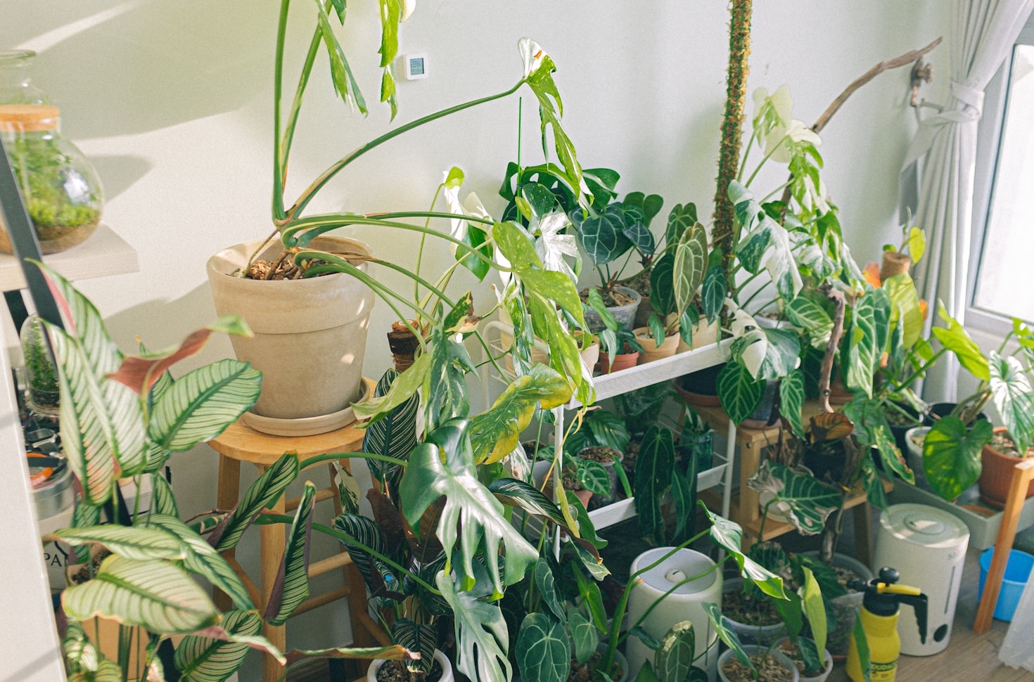 Culinary Ideas from Your Indoor Garden